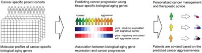 Tissue-specific biological aging predicts progression in prostate cancer and acute myeloid leukemia